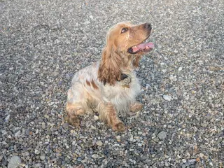Engelsk Cocker Spaniel 