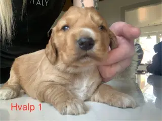 Cocker Spaniel Hvalpe