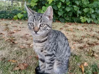 Kattekilling 