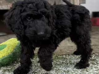 Cockapoo / Cockerpoo / Doodle. Ny pris