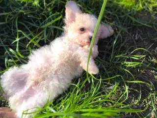 Cavapoo mini