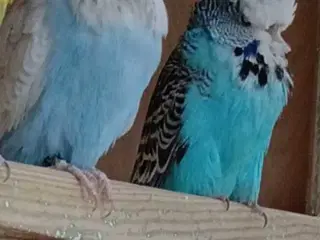 1 par Engelske undulater 