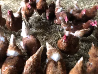 Høner 1 år