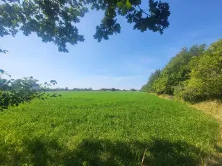 Skøn natur helårsgrund sydsjælland