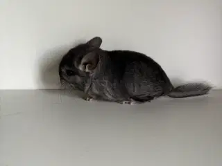 Pure Grey HAN chinchilla