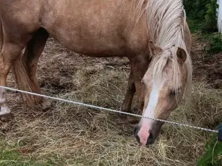 Smuk palomino hoppe bytte med anden
