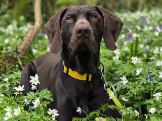 Sød og aktiv korthåret hønsehund