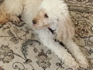 Puddel hund, voksen. Renlig, familiehund