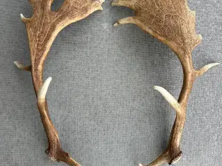 Flotte kastestænger fra dåhjort sælges