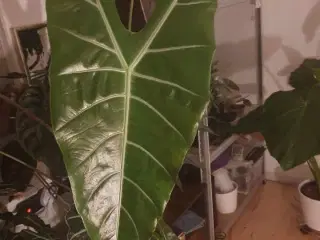 Alocasia denudata 'Purple'