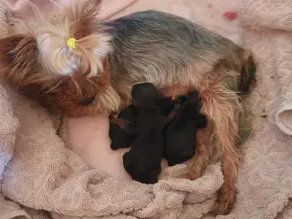 Yorkshireterrier blandet med Chihuahua