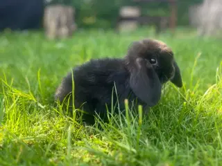 Salgsklare kaniner Minilop