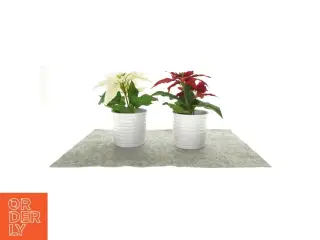 2 falske julestjerner planter i potte fra Ikea