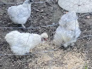 Dværgsilkehøns 1 hane og 2 høner
