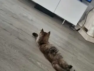 Maine coon killing uden stamtavle 