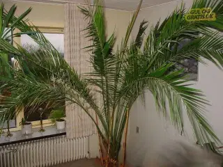 Phønix palme