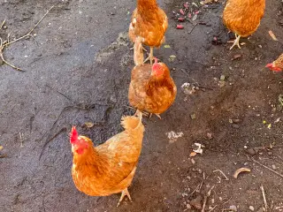8 stk. Hobbyhøns, 2 år gamle sælges