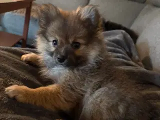 Pomeraien pige
