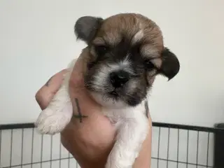 Lhasa apso - Calle