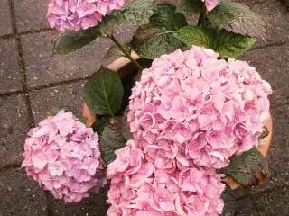 Perfekt gave ! - Ny Hortensia med Stor, Ny Krukke