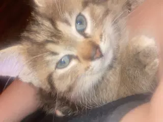 Killinger halv ragdoll