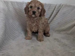 Cavapoo hvalpe søger kærlige hjem - Cava/Toypuddel