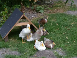 7 løbeænder til salg