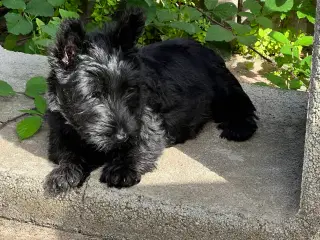 Skotsk Terrier hundehvalp