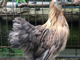 Dværg hønniker havehøns