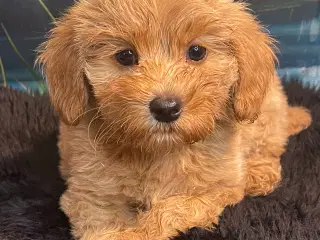 Maltipoo  få rejseklar 