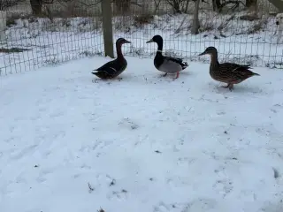 Gråænder/vildænder