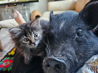 Mini gris - sød & kælen