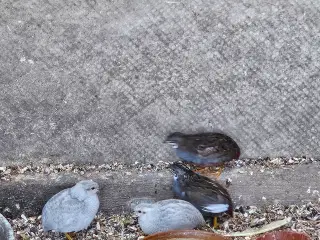 Kinesiske Dværg vagtler. 