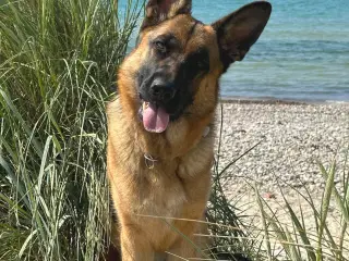 Super skøn Schæferhund tæve 