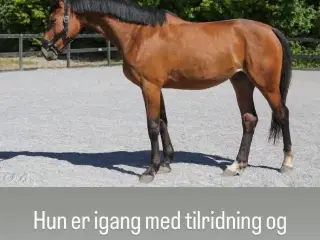 3 års hoppe