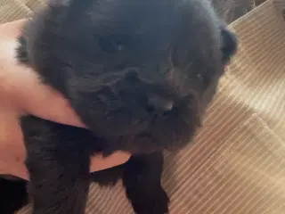 Chow chow