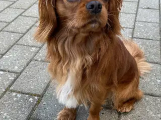 Cavalier King Charles Spaniel, Ruby ( parringen)