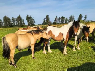 20 stk. ponykrydsnings valakker, 2 og 3 års