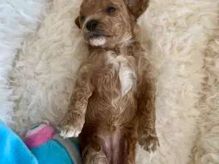 Maltipoo hvalpe 