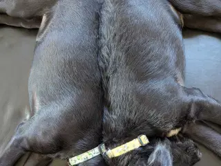 Smuk whipoodel hvalp
