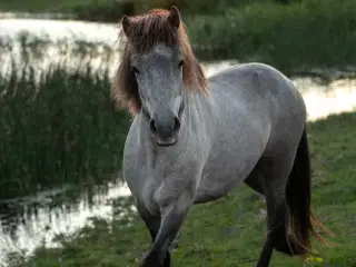 Fantastisk islænder vallak