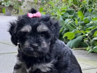 🌸Skønne Bichon Havanais 🌸