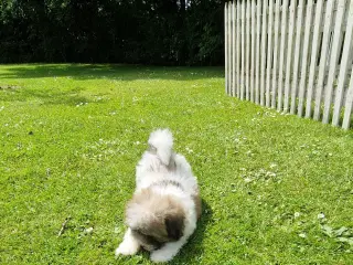 Coton de tulear