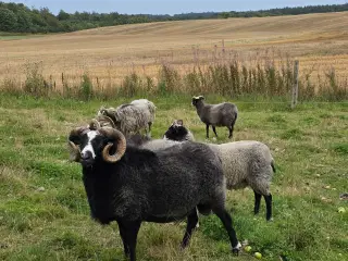 Fårebesætning sælges (Gute) 