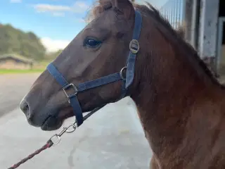 Pony hoppe
