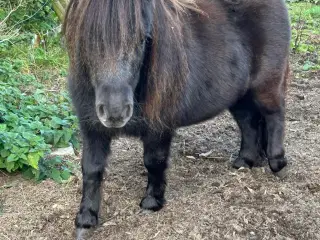 Charmerende mini shetlænder hoppe sælges