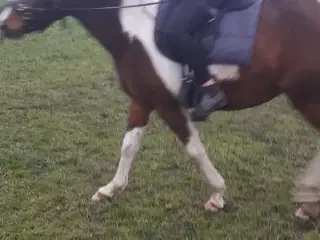 Bo på hestefarm