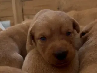 Labrador formel 1 hvalp, Foxred