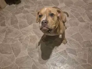 American Bully