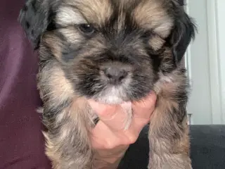 Skønne Lhasa apso/shih tzu hvalpe søger ny madskål